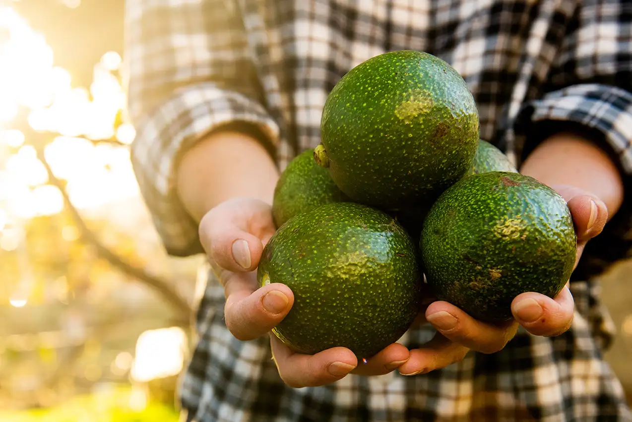 Man holding fresh avocados.