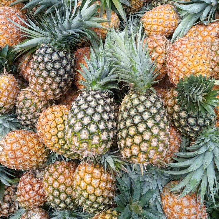 A pile of freshly picked pineapples