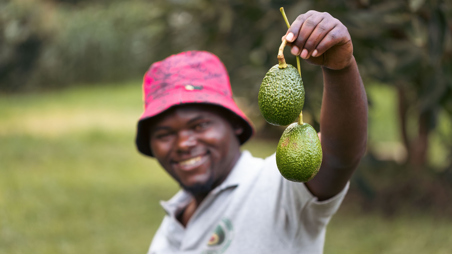 Another member of the team displaying a fresh harvest of avocados.