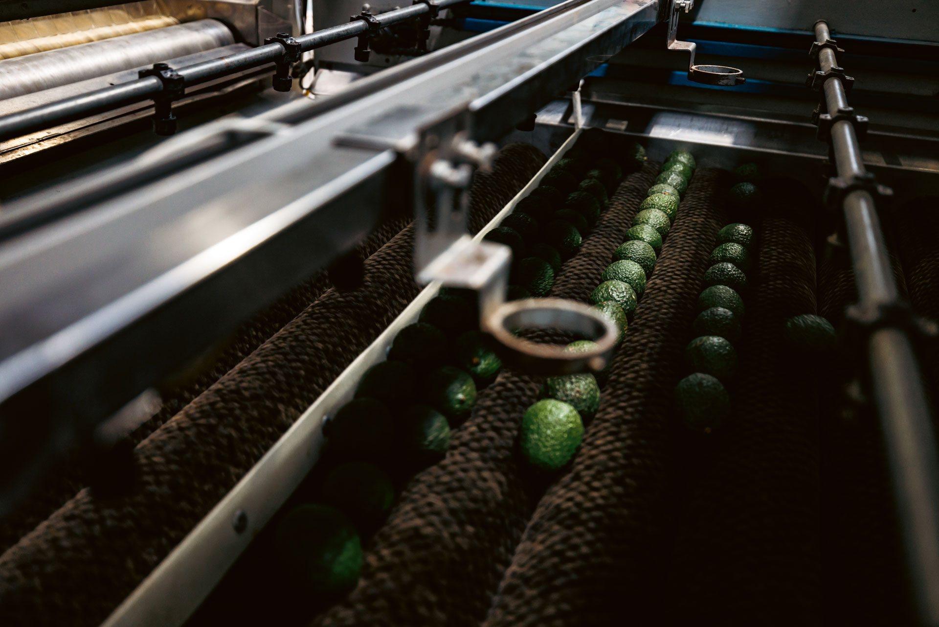 A line of avocados rolling through a small part in their journey to you.
